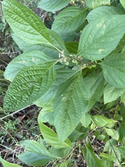 Callicarpa americana