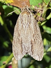 Acronicta lithospila