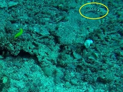 Parapercis tetracantha