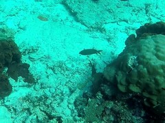 Siganus punctatissimus