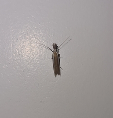 Pleurota aristella