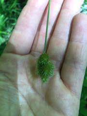 Carex bebbii
