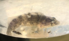 Chasmodes bosquianus