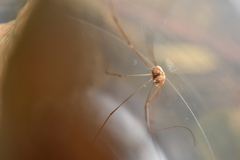 Phalangium ligusticum