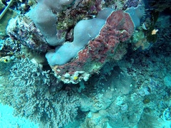 Monanchora clathrata