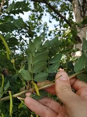 Caragana arborescens
