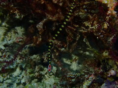 Dunckerocampus dactyliophorus