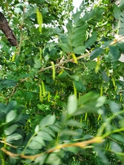 Caragana arborescens