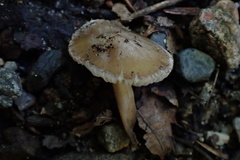 Inocybe acriolens