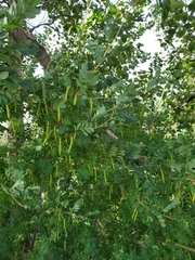Caragana arborescens