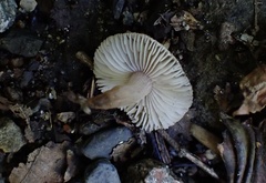 Inocybe acriolens