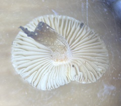 Inocybe acriolens