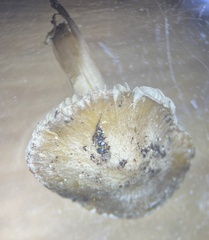 Inocybe acriolens