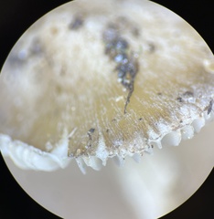 Inocybe acriolens