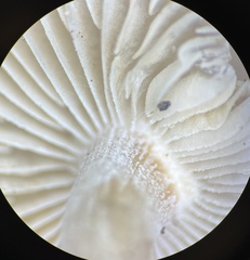 Inocybe acriolens