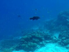 Variola albimarginata