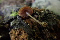 Pluteus seticeps