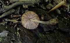 Pluteus seticeps