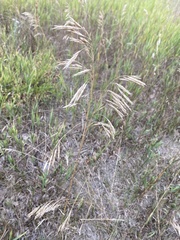 Bromus inermis