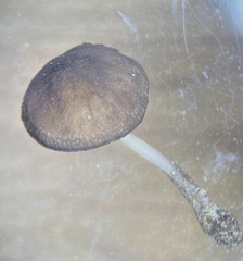 Pluteus seticeps