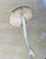 Pluteus seticeps
