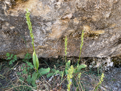 Platanthera zothecina