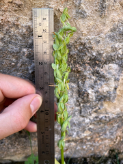 Platanthera zothecina