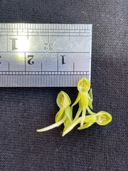 Platanthera zothecina