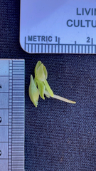 Platanthera zothecina