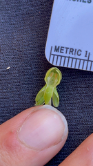 Platanthera zothecina