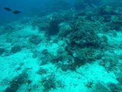 Uraspis helvola