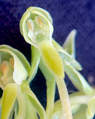 Platanthera zothecina