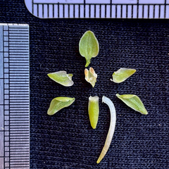 Platanthera zothecina