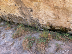 Platanthera zothecina