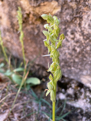Platanthera zothecina