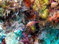 Cirrhitichthys aprinus