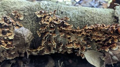 Xylobolus spectabilis