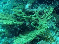 Epinephelus coeruleopunctatus