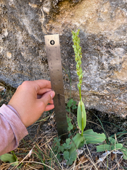 Platanthera zothecina