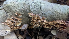 Xylobolus spectabilis