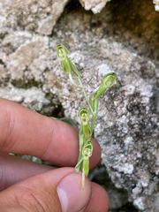 Platanthera zothecina
