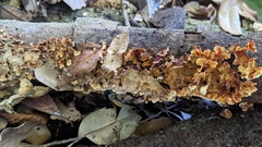 Xylobolus spectabilis