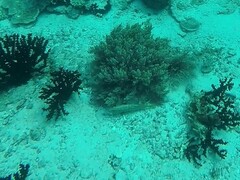 Anyperodon leucogrammicus