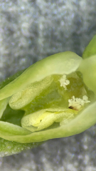 Platanthera zothecina