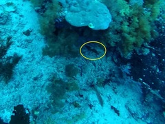 Cephalopholis urodeta