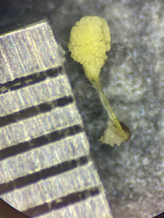 Platanthera zothecina