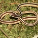 Eastern Ribbon Snake - Photo (c) Ty Smith, some rights reserved (CC BY-NC), uploaded by Ty Smith