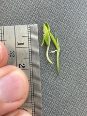 Platanthera zothecina