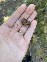 Hydnotrya variiformis