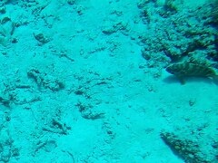 Epinephelus fasciatus